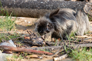 Silver-Leaf Langur (Monkey) scavenging amongst plastic trashed washed up on a tropical beach in remote Borneo