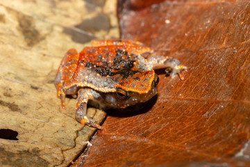 A tiny and cute Tree Frog on a small leaf and foliage in the tropical rainforest of Borneo at night