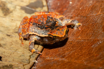 Fototapeta premium A tiny and cute Tree Frog on a small leaf and foliage in the tropical rainforest of Borneo at night