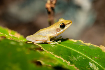 A tiny and cute Tree Frog on a small leaf and foliage in the tropical rainforest of Borneo at night