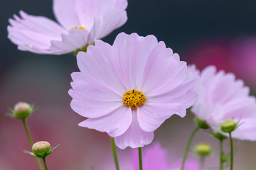 Obraz premium Cosmos Flower / Furusato Plaza in Sakura City, Chiba Prefecture, Japan