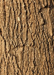 texture of the bark of a Linden