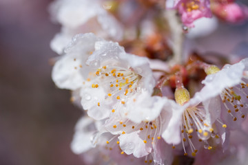 雨に濡れた桜の花