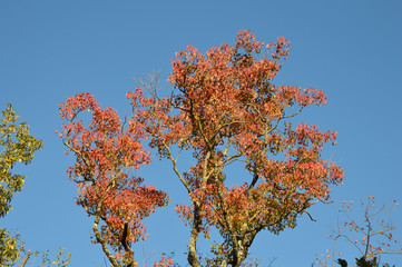 秋晴れの青空を背景に真っ赤に紅葉したナンキンハゼの大木