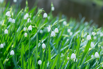 スノーフレーク（鈴蘭水仙）