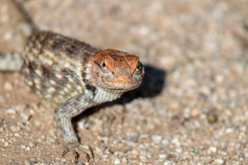 Close up of a wild adult female Desert Spiny Lizard, Sceloporus magister found in natural Sonoran desert habitat. Pima County, Arizona.