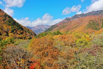 日本アルプス山麓の扇沢へつながる渓流と紅葉