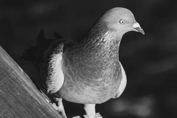 Pigeon