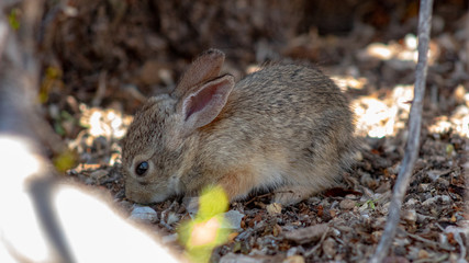 A cute wild baby Cottontail Bunny Rabbit in natural Sonoran Desert habitat. 