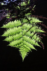 Fern hanging upside-down in cave