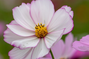 Fototapeta premium Cosmos Flower / Furusato Plaza in Sakura City, Chiba Prefecture, Japan
