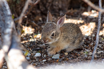 Naklejka na ściany i meble A cute wild baby Cottontail Bunny Rabbit in natural Sonoran Desert habitat. 
