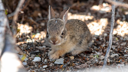 A cute wild baby Cottontail Bunny Rabbit in natural Sonoran Desert habitat. 