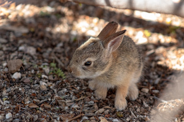 A cute wild baby Cottontail Bunny Rabbit in natural Sonoran Desert habitat. 