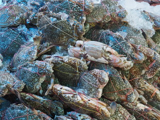 fresh crabs on ice for sale at the seafood market