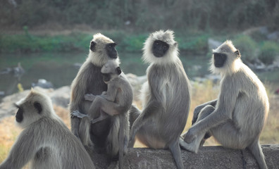 group of monkeys protecting baby monkey