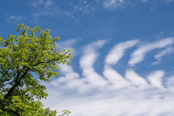 Tree with cloud formation
