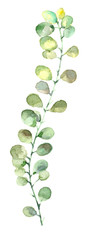 watercolor leaf branch