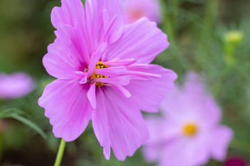 Cosmos Flower / Furusato Plaza in Sakura City, Chiba Prefecture, Japan