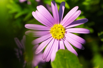 Obraz premium 들판에 핀 데이지 꽃