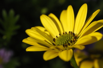 들판에 핀 데이지 꽃