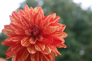 Dahlie