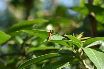 dragonfly on a green leaf