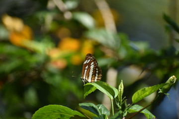 butterfly on flower