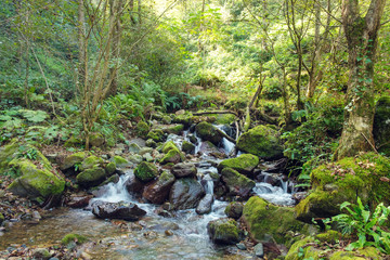 Obraz premium River in the forest