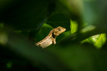 A Garden lizard