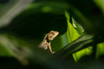 A Garden lizard