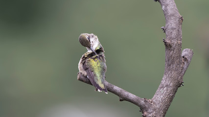 Preening