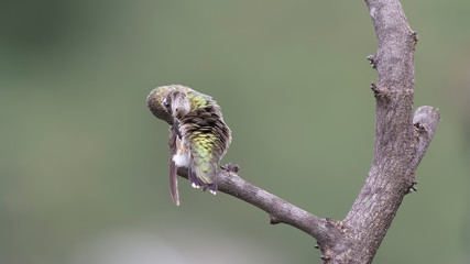 Preening