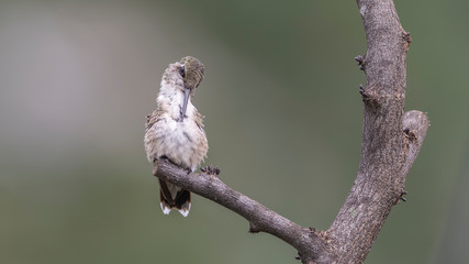 Preening
