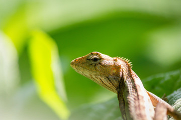 A Garden lizard