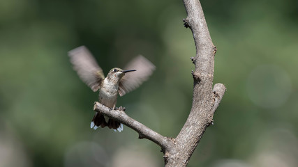 Ready to Fly