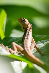 A Garden lizard