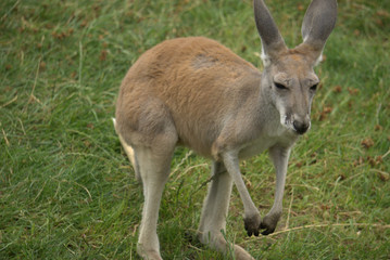 Naklejka na ściany i meble kangaroo joey in grass