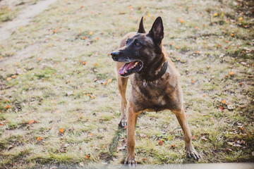 Malinois Dog Resting Outdoors In autumn  Meadow. Belgian Shepherd Dog With bright Eyes 