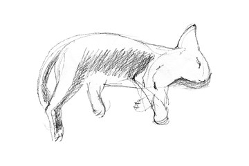 Cute sleeping kitty. Hand paint pencils sketch. Illustration isolated on white.