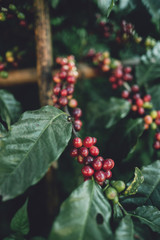 red cherry coffee beans Arabica In nature