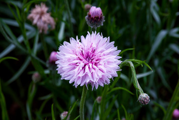 Obraz premium 小さな花