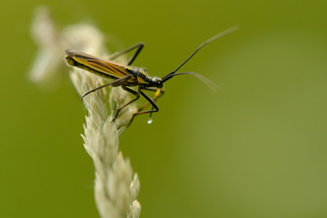 long narrow beetle sits on a blade of grass