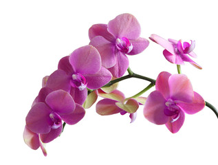 Obraz na płótnie Canvas Purple Orchid Flower