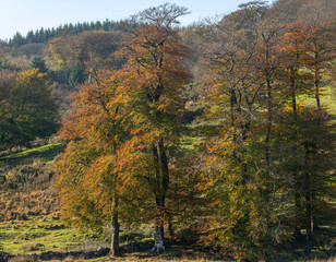 Fototapeta premium Stunning vibrant Autumn Fall forest woodland in Dartmoor with gorgeous sunlight hitting trees