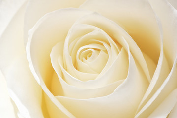 Fototapeta na wymiar Beautiful fresh white rose