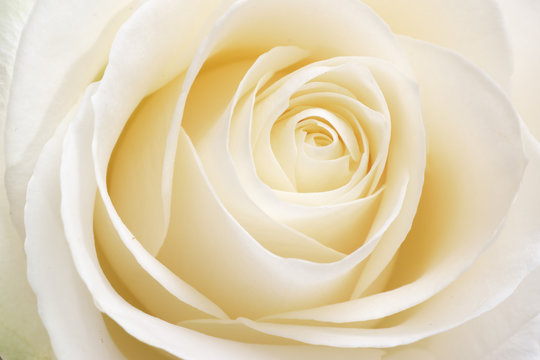 Beautiful fresh white rose