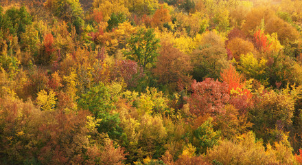 Fall mountain forest