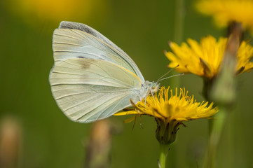 Beautiful Yellow Butterfly