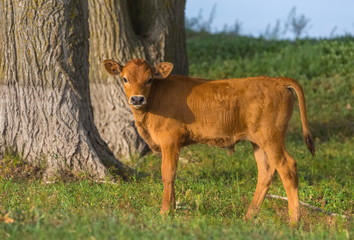 Calf in the meadow. The calf on the river bank grazes. Pets, cows in the pasture. Farm animals in nature.